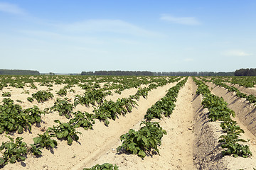 Image showing Agriculture, potato field