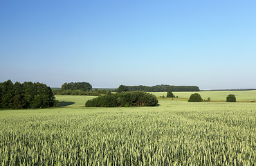 Image showing Field with cereal