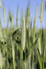 Image showing Field with cereal