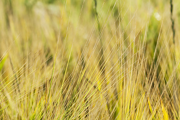 Image showing ripening cereals in the field