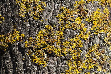 Image showing lichen on tree