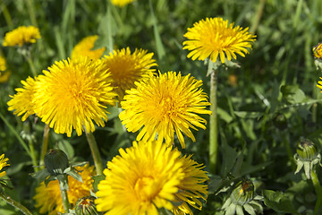 Image showing yellow dandelions in spring