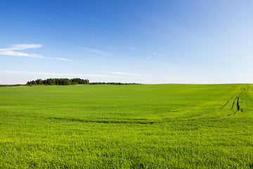 Image showing Field with cereal