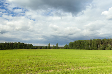 Image showing Field with cereal