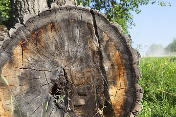 Image showing old tree trunk