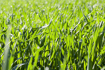 Image showing Field with cereal