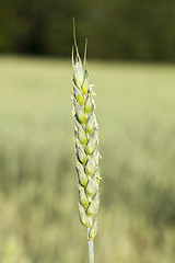 Image showing Field with cereal