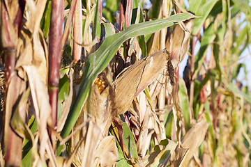 Image showing yellowed ripe corn