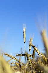 Image showing agricultural field with cereal