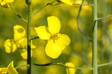 Image showing yellow flower rape