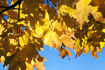 Image showing yellowing leaves on the trees