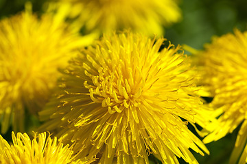 Image showing yellow dandelions in spring