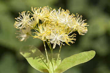 Image showing flowering linden trees