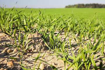 Image showing Field with cereal