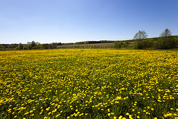 Image showing yellow dandelions in spring