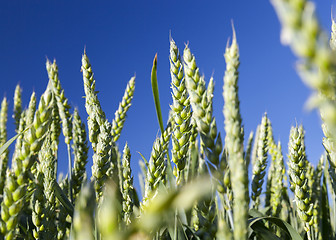 Image showing Field with cereal