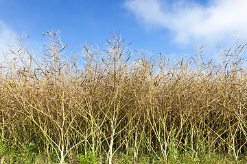 Image showing maturing field with rape