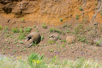 Image showing Three forms of education in the ravine-like dinosaur eggs have been found near the village of Wet Olhovka Kotovo District, Volgograd Region, Russia