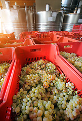 Image showing winemaking with grapes