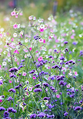 Image showing Flower close up, Shallow Dof