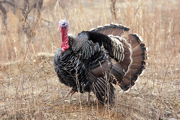 Image showing Black a turkey bird