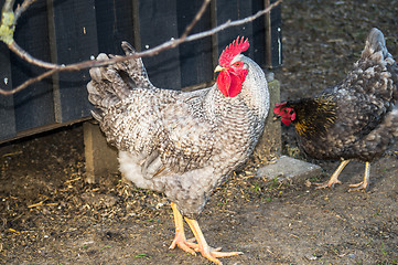 Image showing White rooster in a farmyard