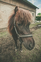 Image showing Horse with red hair