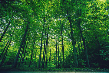 Image showing Tall green trees in a forest