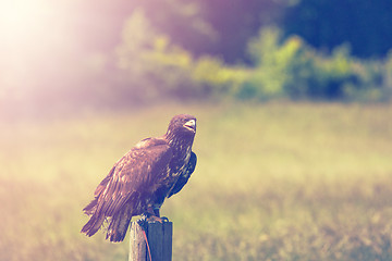 Image showing Eagle on a meadow