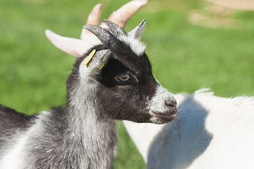 Image showing Young goat with black spots