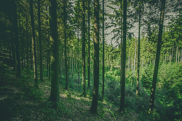 Image showing Tall pine trees in a green forest