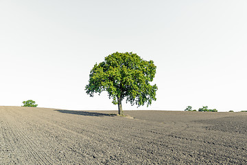 Image showing Dry field with a lonely green tree