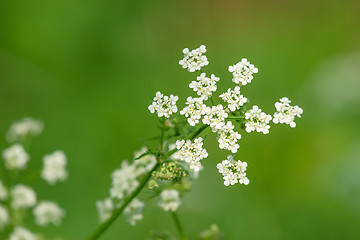 Image showing White wildflowers on green background