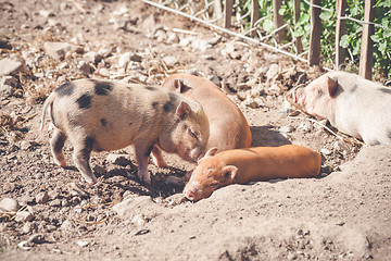 Image showing Piglets sleeping in a barnyard
