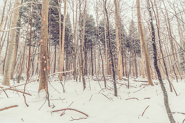 Image showing Forest in Denmark with snow