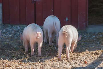 Image showing Tree little pigs with curly tails