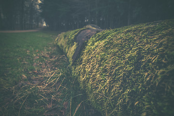 Image showing Old tree covered with moss