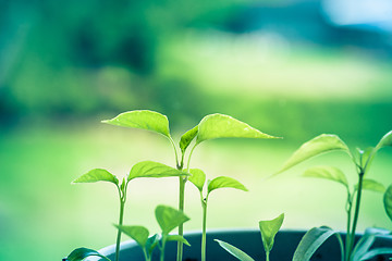 Image showing Organic green chili sprouts