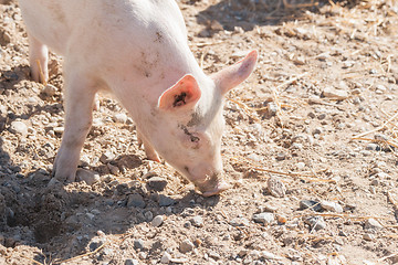 Image showing Pink pig looking for food in a farmyard