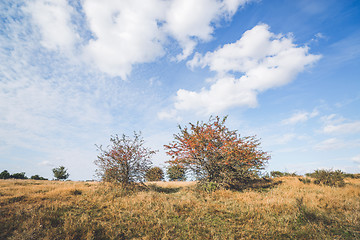 Image showing Red berries on bushes