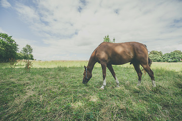 Image showing Brown stallion eating grass on a green meadow