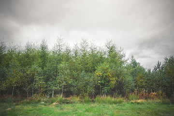 Image showing Green trees in the beginning of autumn