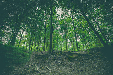 Image showing Forest landscape with green beech trees