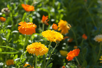 Image showing Yellow and orange calendula flowers