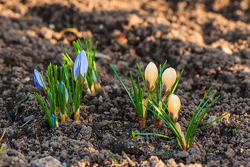 Image showing Blue and yellow crocus flowers