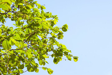 Image showing Twig with beech leaves