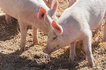 Image showing Cute pigs in pink color