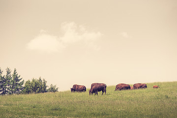 Image showing Buffalo herd on a green meadow