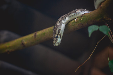 Image showing Snake looking down from a tree