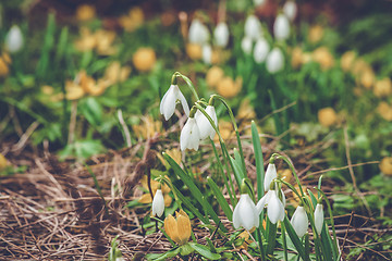 Image showing flowerbed with snowdrops and eranthis